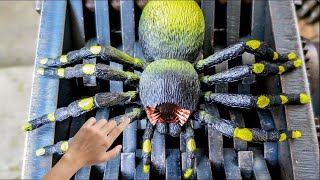100 Most Dangerous Insects in The World