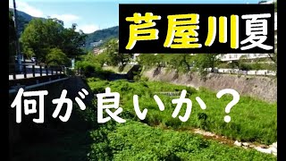 夏の芦屋川、どんな生物がいるか、自然探検発見ほっとけん、関西【内山裕之】自然探検37