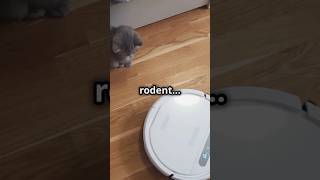 Robot Annoys Cat… Big Mistake!\