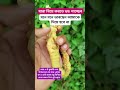 কুমারী লতার মূলের এই উপকারিতা জেনে নিন। shortvideo gardenplants garden