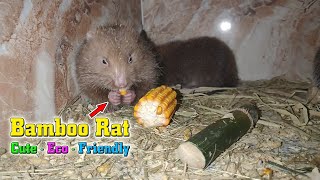 Bamboo rats help farmer escape poverty eco friendly answer to growing appetites for meat