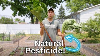 Super Effective All Natural Pest Control Using RHUBARB Leaves!