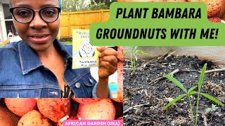 Bambara Groundnut (Vigna subterranea): When to plant, how deep to plant, spacing, germination \u0026 More