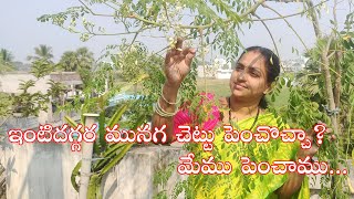 tips \u0026 caring for moringa tree(munaga chettu)  //  మునగ చెట్టు పెంపకం \u0026 కేరింగ్  #munagachettu