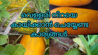 വെള്ളരി നിറയെ കായിക്കാൻ ശ്രദ്ധിക്കേണ്ട കാര്യങ്ങൾ @GreenySnow