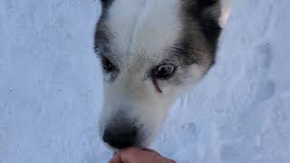 野犬の保護子犬・大雪の兄弟犬が、知人の酪農家さんのところに居ました❗