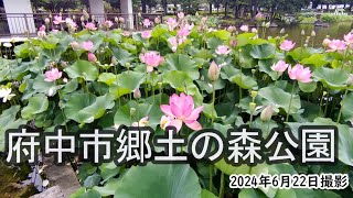 【4K】府中市郷土の森公園の大賀ハスが見頃（2024年6月22日）