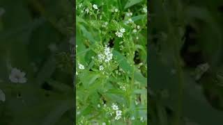 Veronica anagallis|Veronica anagallis aquatics #shortvideoviral Ghazian eye naturalist