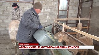 АРБЫН КИРЕШЕ АРТТЫРГАН АРАШАН КОЙЛОР