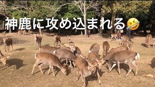 神鹿に攻め込まれる🤣なんか楽しい、奈良公園飛火野エリアで、ひとり鹿寄せ状態。