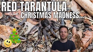 RED TARANTULA Confusion! NEW TARANTULA Species Madness.