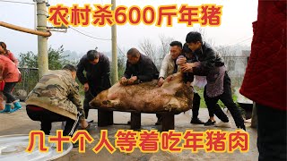 😄過年了！吃年豬🐖 實拍農村殺600斤大肥豬，60個親朋好友等著吃年豬肉，好熱鬧。🎉