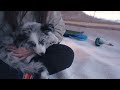 雪の湖の上で、居心地の良いエアテントで、子犬とリラックスしたキャンプ キャンプ asmr