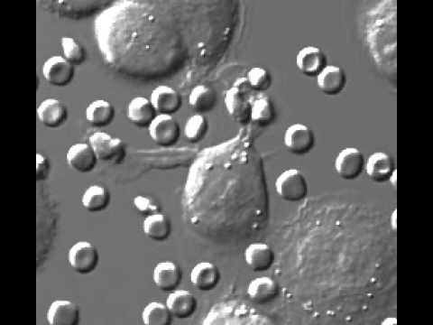 How do white blood cells fight invading germs?