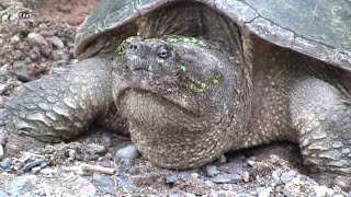 It's snapping turtle nesting season