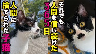 【猫動画】子猫緊急保護から365日 捨て猫が飼い主を待つ姿観て…