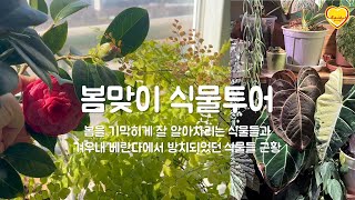 봄맞이 식물투어 ｜ 봄을 기막히게 잘 알아차리는 식물들｜겨우내 베란다에서 방치되었던 식물들 근황 ｜베란다에서 월동하며 성장했던 아이들