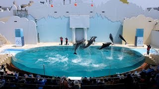 【須磨海浜水族園】イルカライブ（イルカショー）＠イルカライブ館 2017/4/29 11:00 【スマスイ】