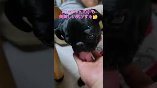 【ペロリスト】たまごのあとに兄ちゃんの手をなめまくる黒パグことねちゃん#shorts #pug