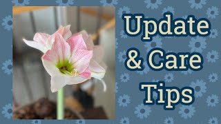 Amaryllis Update