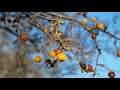 4k Panasonic Lumix gx85/gx80 + 12-32mm kit lens Bokeh in 4k