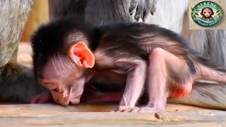 Very Adorable Baby Monkey Trying So Hard to Walk Well 🐵💖