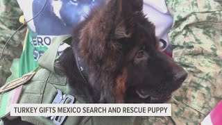 Turkey gifts Mexico search and rescue puppy