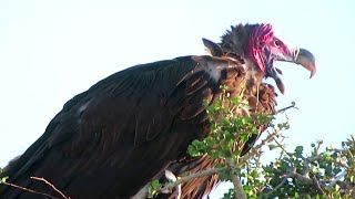 Lappet faced Vulture - Endangered Species - Masai Mara, Kenya