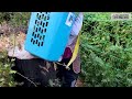 marijuana harvesting hmoob mekas ua teb xas