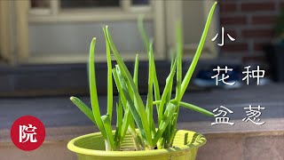 【彬彬有院】种•155小花盆种小葱