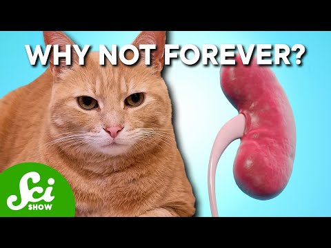 How Long Can cats live with vestibular disease?