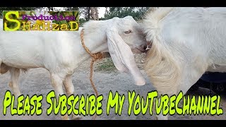 Bakri Ka Xxx - Mxtube.net :: bakra xxx Mp4 3GP Video & Mp3 Download unlimited ...