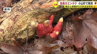 猛毒キノコ「カエンタケ」を発見　2022年は公園でも　触れるとただれ食べると死亡　静岡・小山町