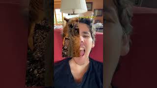 Trying TikTok’s Animal Twin Filter: Unexpected Lama Reveal!