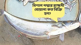 পদ্মায় ধরা পড়ল বিশাল রাক্ষসী বোয়াল মাছ  |  Catch a Big Boal Fish at Padma River #padmariver