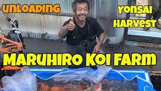 Maruhiro Koi Farm: Unloading Yonsai Harvest