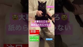 【猫動画】#両手でほっぺを押さえると#かわぴー#ねこ#cat  #ショート #shorts#予想外の展開#飼い主びっくり#黒猫#怒っても可愛い#ねこのいる生活#ごめんね