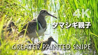 野鳥撮影・ 野鳥動画・朝のタマシギの親子動画・4K