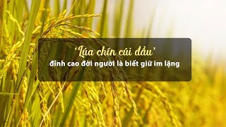 ‘Lúa chín cúi đầu\