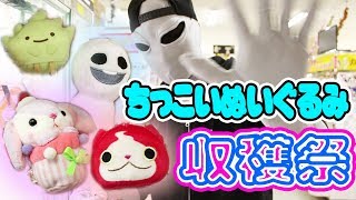 【1000円で乱獲！？】どれだけちっこいぬいぐるみ取れるかやってみた！みんなの推しが見つかるかも！？