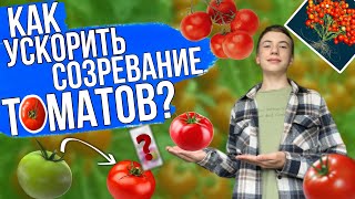 ТОМАТЫ СОЗРЕЮТ НА КУСТУ! КАК УСКОРИТЬ СОЗРЕВАНИЕ ТОМАТОВ?