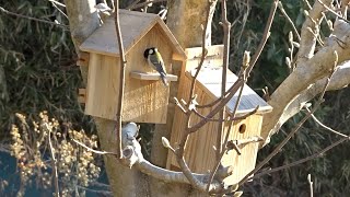 巣箱の下見に来たシジュウカラ（四十雀）