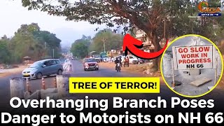 TREE OF TERROR! Overhanging Branch Poses Danger to Motorists on NH 66