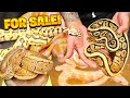 This Is Getting Crazy! More Snakes For Sale!!