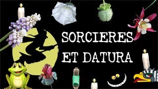 Le Datura et les Sorcières - PAPY #8