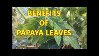 THE BENEFITS OF  PAPAYA LEAVES - COUNTRY LIVING