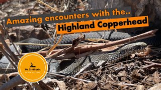 The Highland Copperhead of the Victorian high country