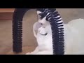 Talking animals (original footage link in description👇🏻