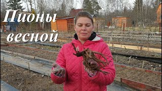 Пионы весной. Посадка, подкормка и уход за пионами весной