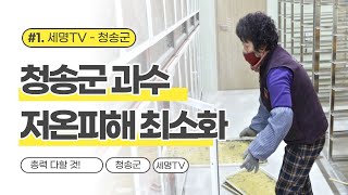 청송군 윤경희군수 과수 개화기 저온피해 꽃가루 은행 운영 세명일보 세명TV